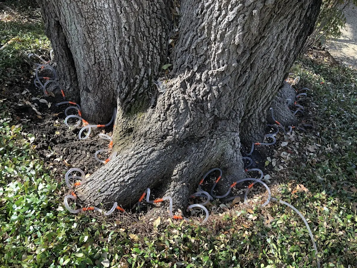 Detailed Tree Cabling and Bracing job site in Golf