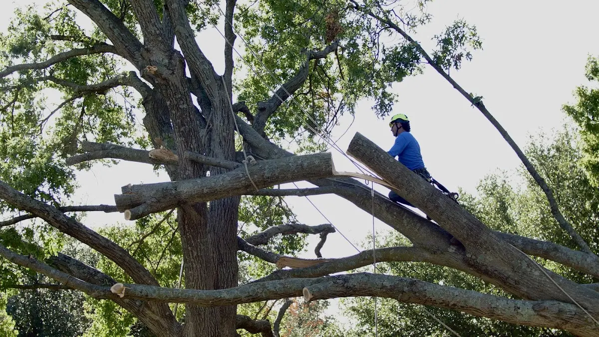 Professional Crown Thinning performed by certified arborists in Golf